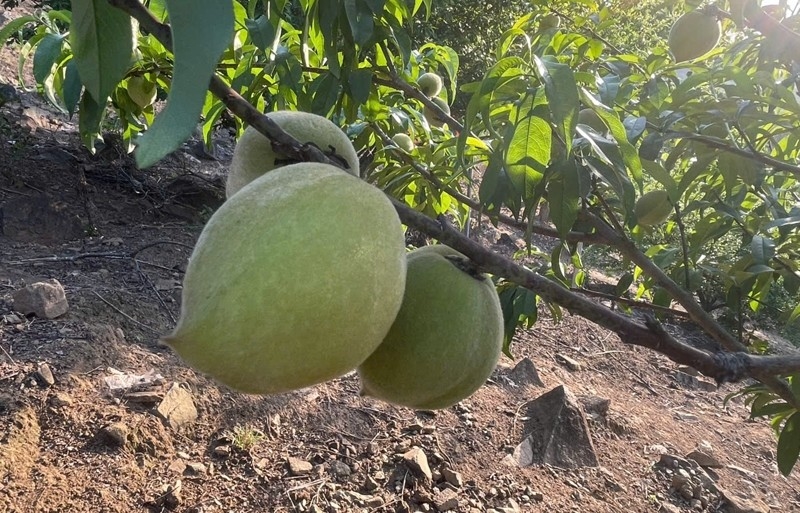 Cây đào rừng trở thành cây chủ lực giúp nhiều hộ dân tộc Mông thoát nghèo