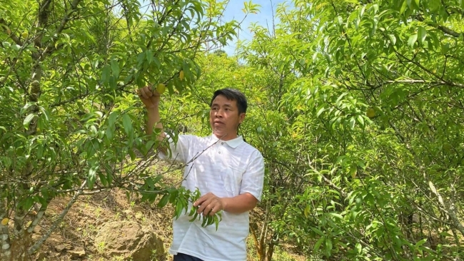 Cây đào rừng trở thành cây chủ lực giúp nhiều hộ dân tộc Mông thoát nghèo