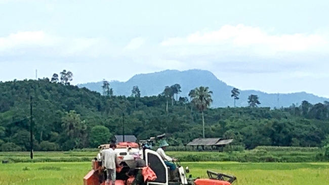 Hà Giang: Nông dân khẩn trương thu hoạch lúa vụ Xuân