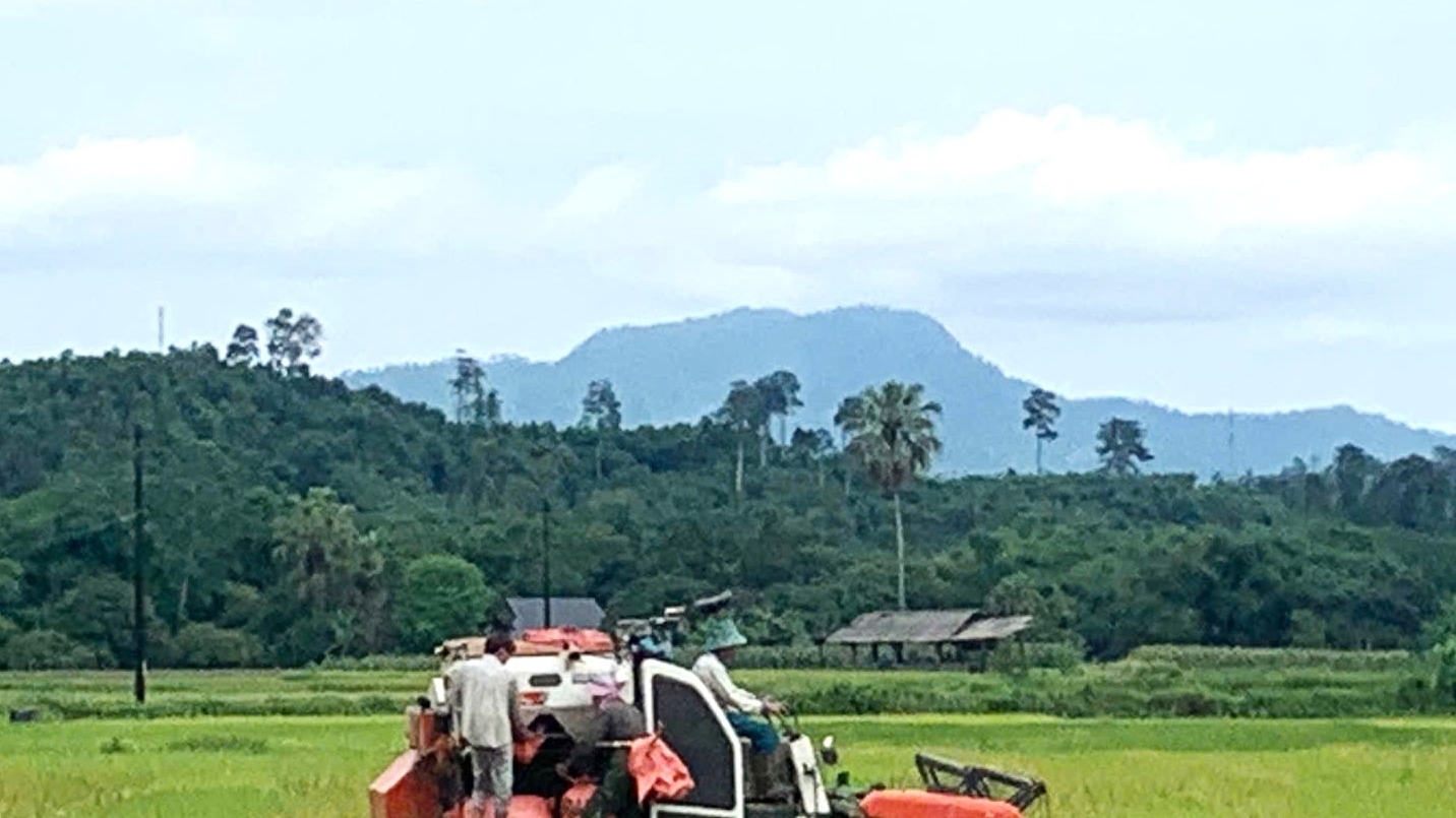 Hà Giang: Nông dân khẩn trương thu hoạch lúa vụ Xuân