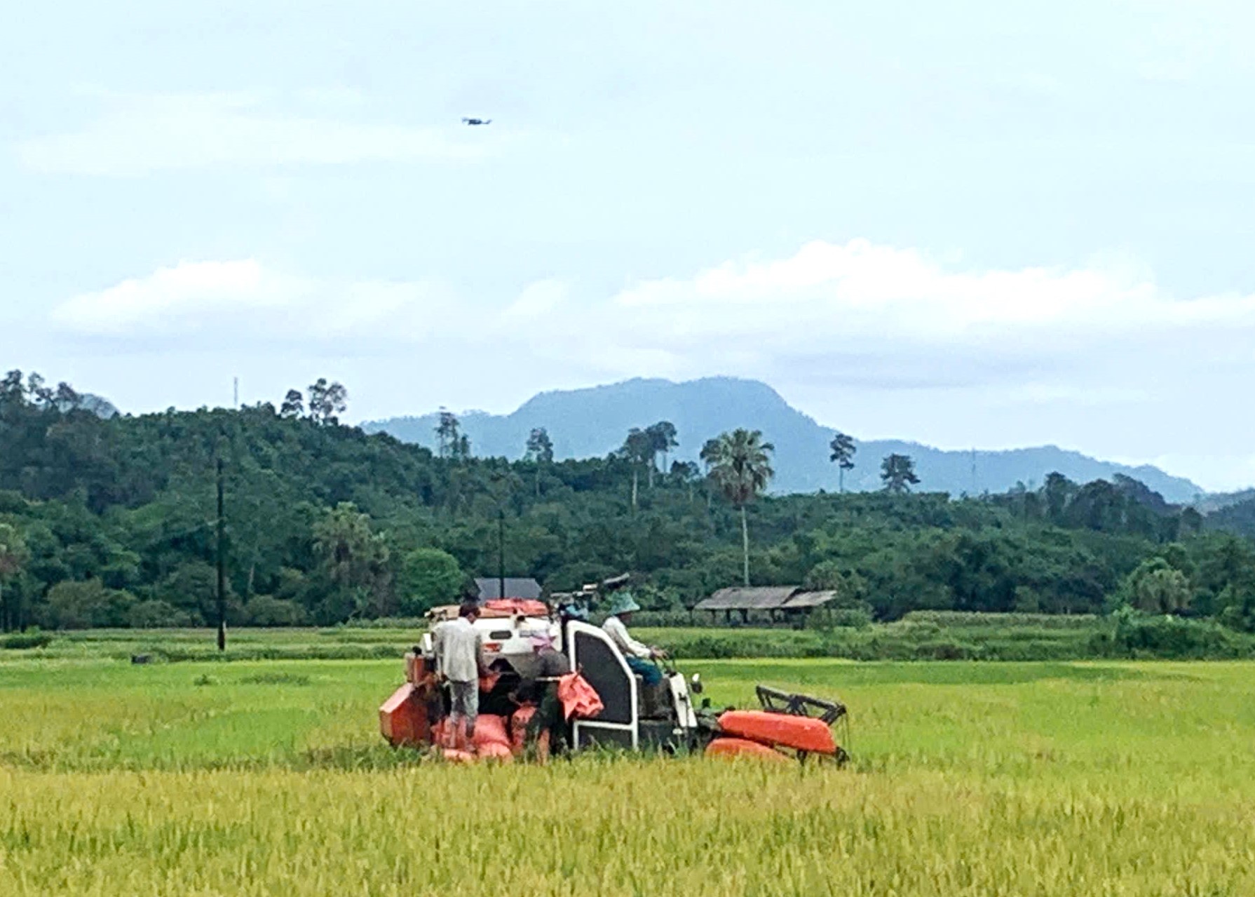 Hà Giang: Nông dân khẩn trương thu hoạch lúa vụ Xuân