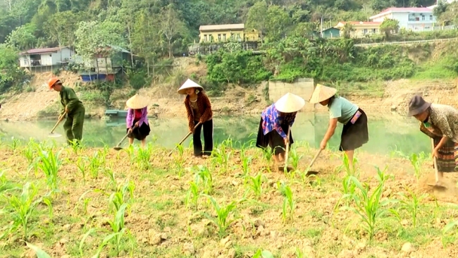 Hà Giang: Hiệu quả trồng ngô trên bãi bồi sông Gâm