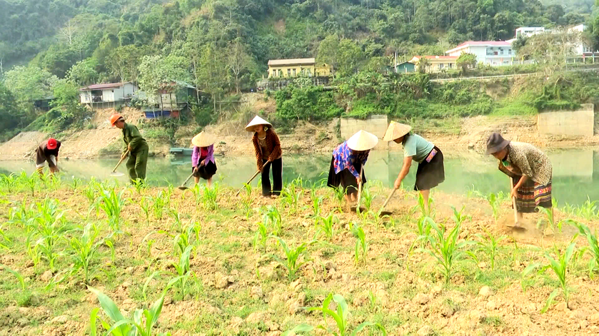 Hà Giang: Hiệu quả trồng ngô trên bãi bồi sông Gâm