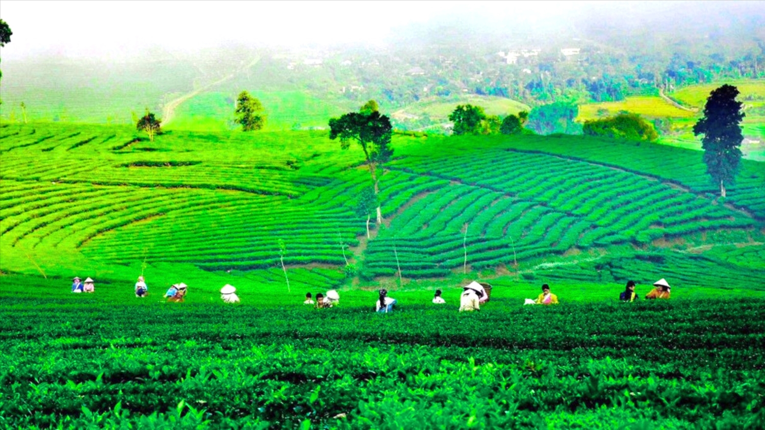Vẻ đẹp đầy mê hoặc của đồi chè Tân Uyên