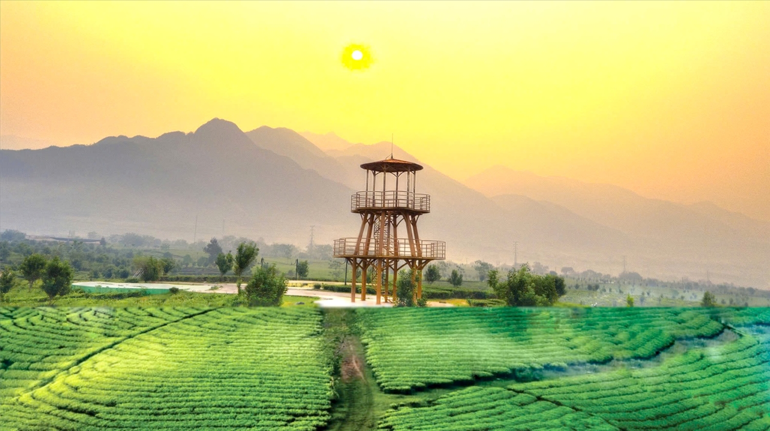 Vẻ đẹp đầy mê hoặc của đồi chè Tân Uyên