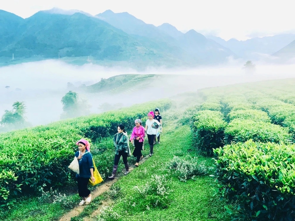 Vẻ đẹp đầy mê hoặc của đồi chè Tân Uyên