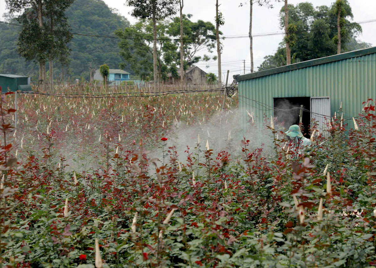Hà Giang: Cần có giải pháp phát triển bền vững thương hiệu rau Quản Bạ