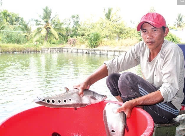 Cần Thơ: Phường Cái Răng tái cơ cấu ngành Nông nghiệp, phát triển sản xuất theo chuỗi giá trị