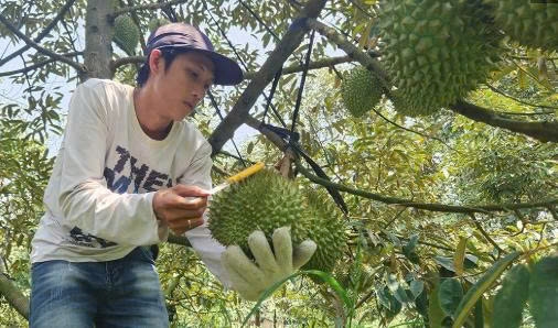 Cần Thơ phát triển diện tích cây ăn trái gần 100.330ha