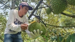 Cần Thơ phát triển diện tích cây ăn trái gần 100.330ha