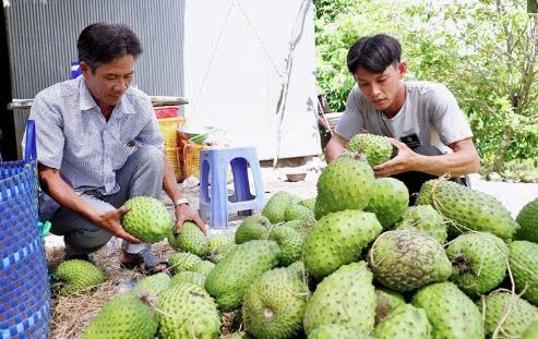 Cần Thơ: Hỗ trợ nông dân phát triển sản xuất