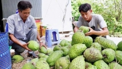 Cần Thơ: Hỗ trợ nông dân phát triển sản xuất