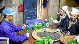 Tuyên Quang: Bước chuyển xây dựng hệ sinh thái bền vững