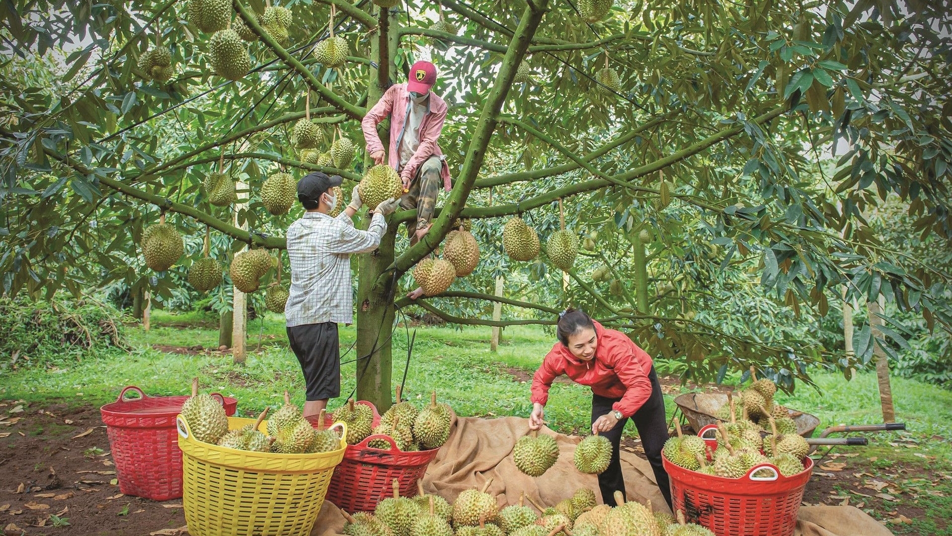 Lâm Đồng khởi động “cuộc đua xanh” cho tương lai số