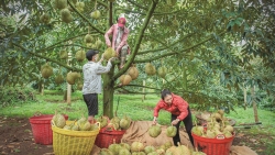 Lâm Đồng khởi động “cuộc đua xanh” cho tương lai số