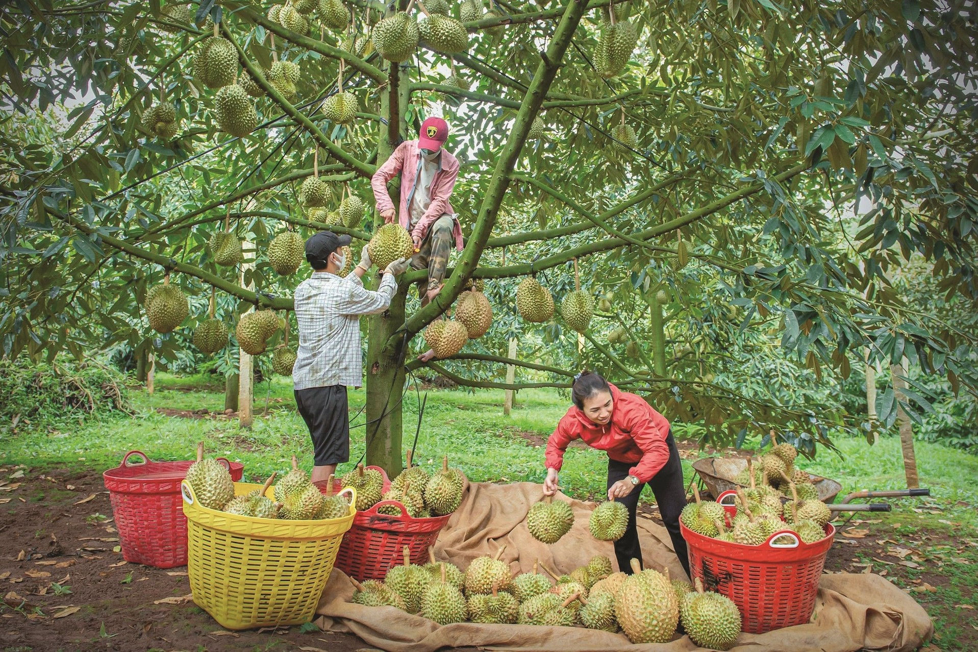 Lâm Đồng khởi động “cuộc đua xanh” cho tương lai số