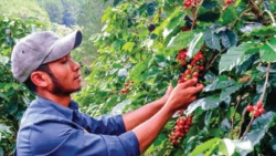 Lâm Đồng: Canh tác cà phê bền vững để giữ thị trường EU