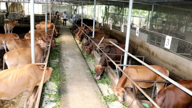 Tuyên Quang: Phấn đấu thu nhập người dân nông thôn tăng 1,5 lần sau 5 năm