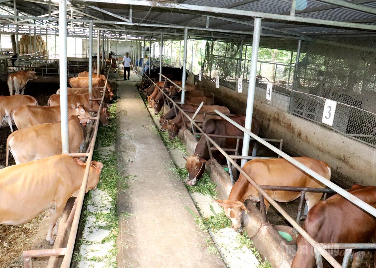Tuyên Quang: Phấn đấu thu nhập người dân nông thôn tăng 1,5 lần sau 5 năm