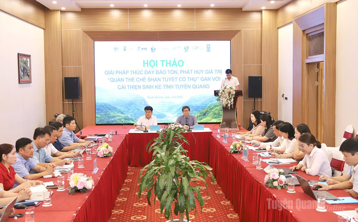 Tuyên Quang: Nâng tầm giá trị Di sản chè Shan tuyết cổ thụ gắn với sinh kế bền vững