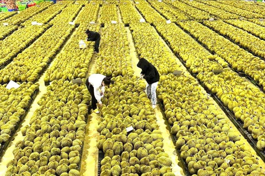 Lâm Đồng: Tăng giá trị xuất khẩu sản phẩm rau, củ, quả chế biến