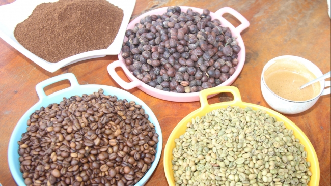 Lâm Đồng: Thoảng hương cà phê mít