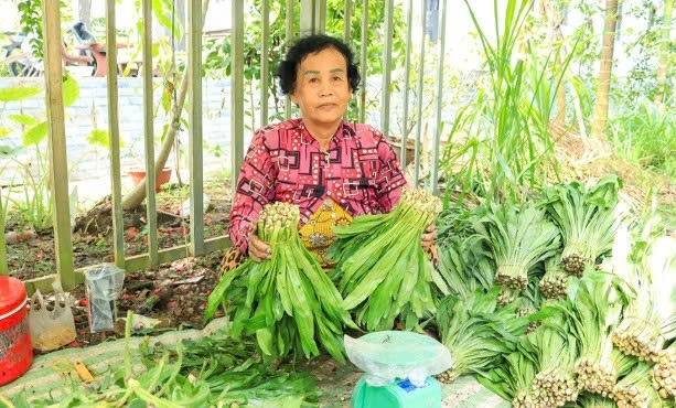 Cần Thơ: Trồng ngò gai xen canh vườn cây ăn trái cho thu nhập cao