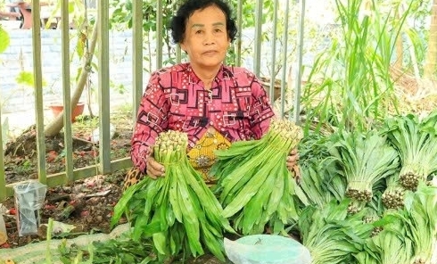 Cần Thơ: Trồng ngò gai xen canh vườn cây ăn trái cho thu nhập cao