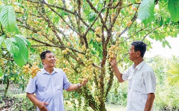Cần Thơ: Chung tay giữ gìn vườn dâu truyền thống