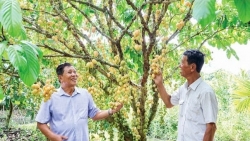 Cần Thơ: Chung tay giữ gìn vườn dâu truyền thống