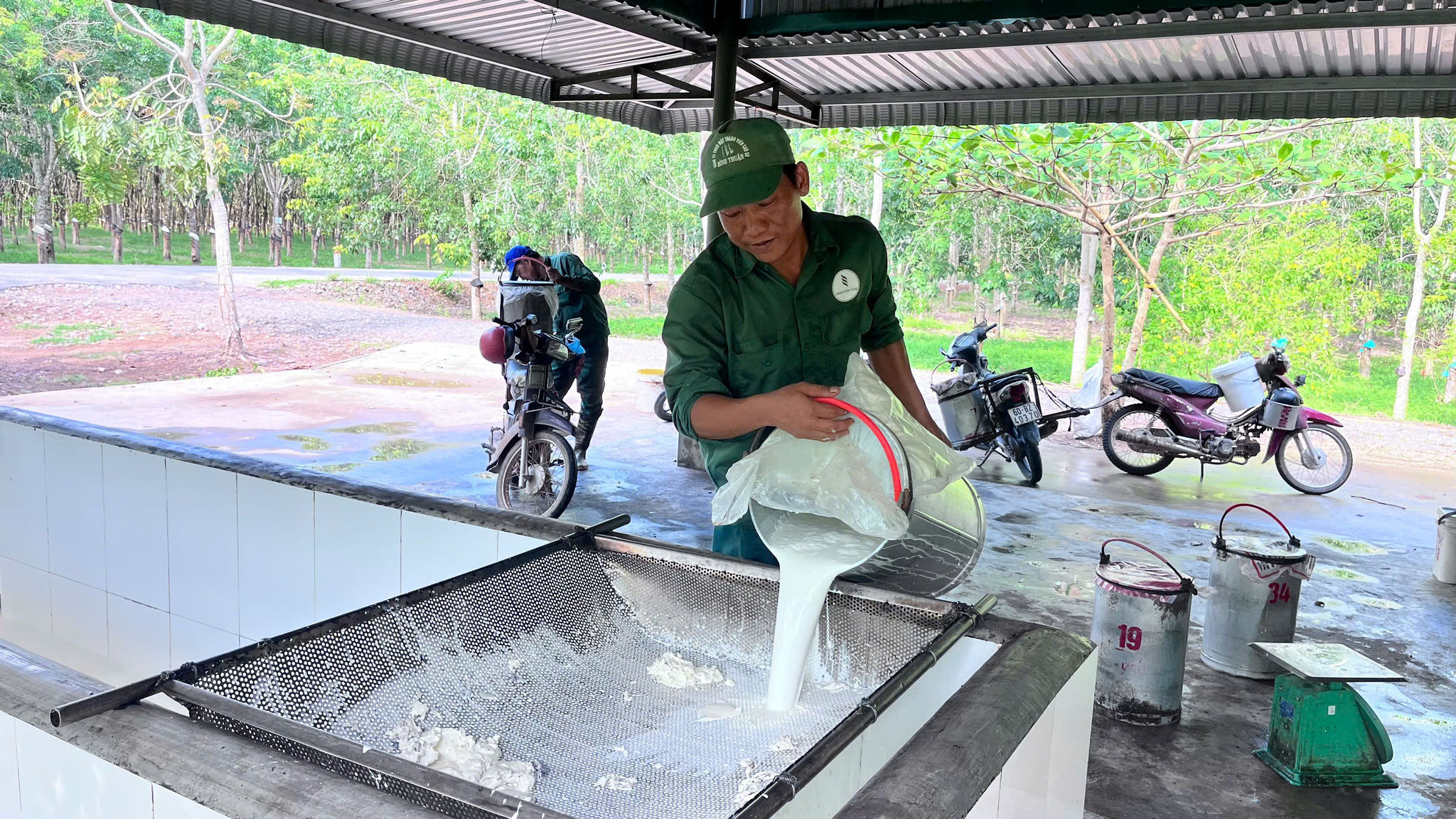 “Vàng trắng” tăng giá, nông dân Đông Nam Lâm Đồng tất bật vào vụ