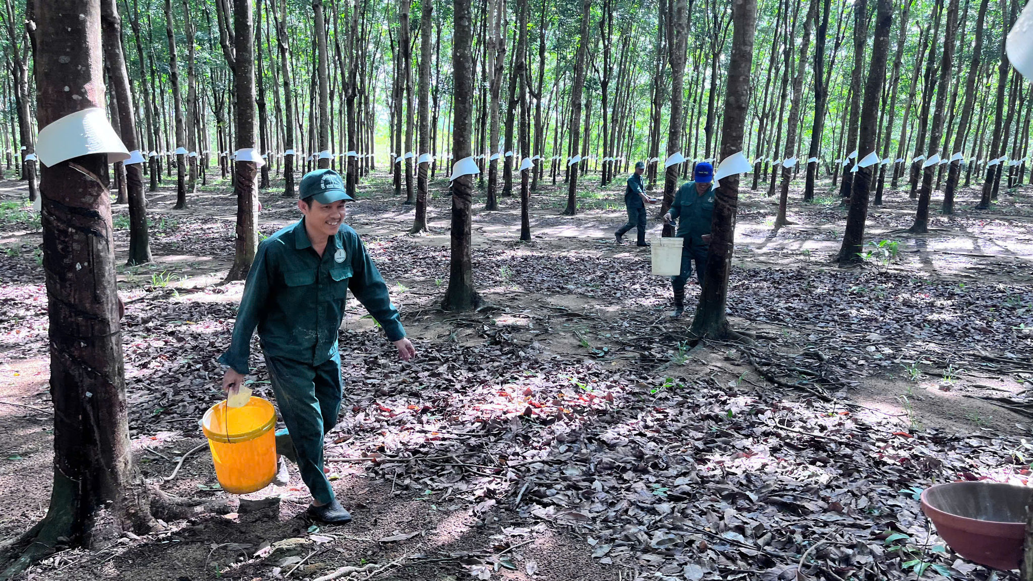 “Vàng trắng” tăng giá, nông dân Đông Nam Lâm Đồng tất bật vào vụ