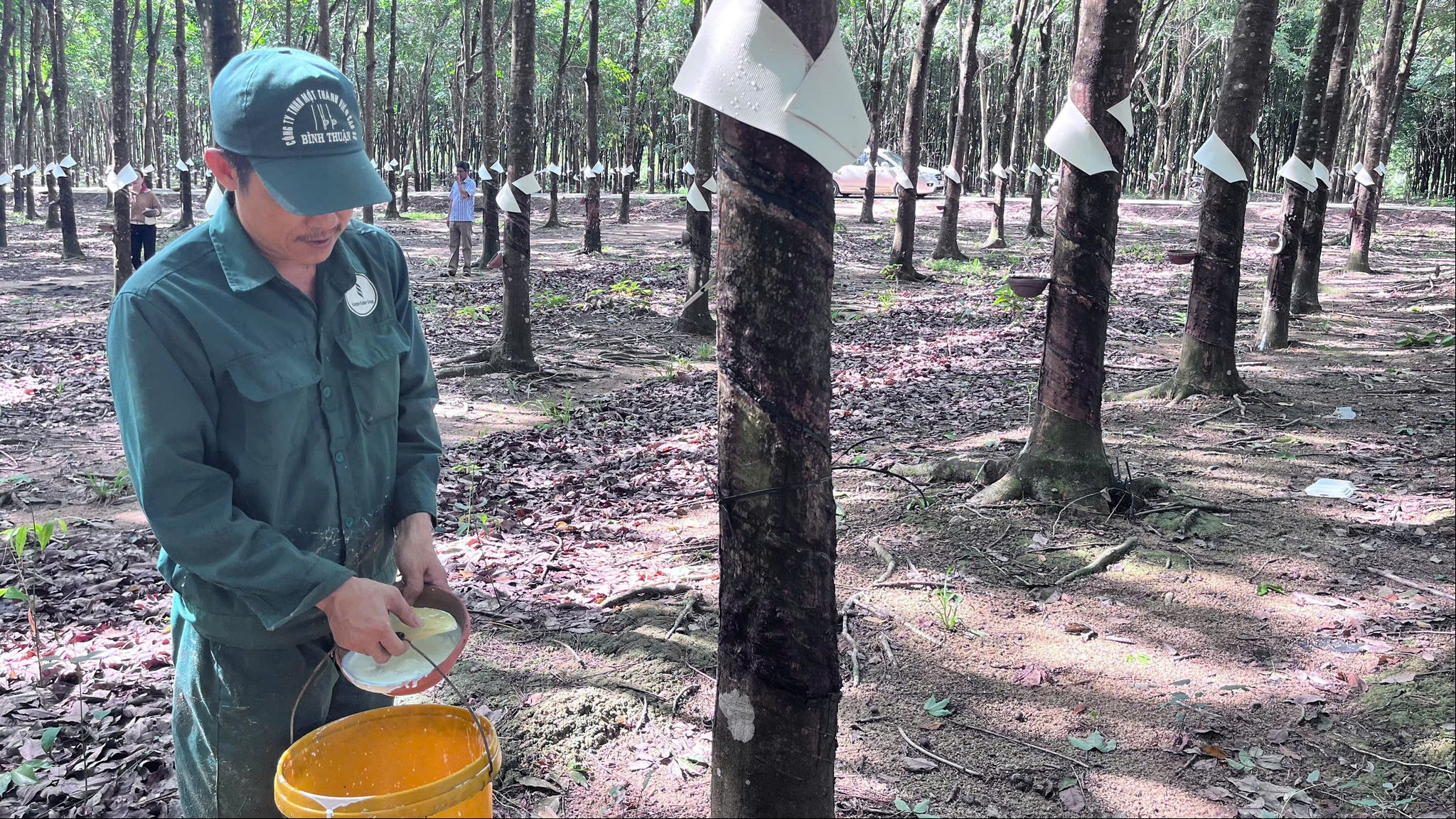 “Vàng trắng” tăng giá, nông dân Đông Nam Lâm Đồng tất bật vào vụ