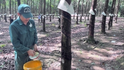 “Vàng trắng” tăng giá, nông dân Đông Nam Lâm Đồng tất bật vào vụ