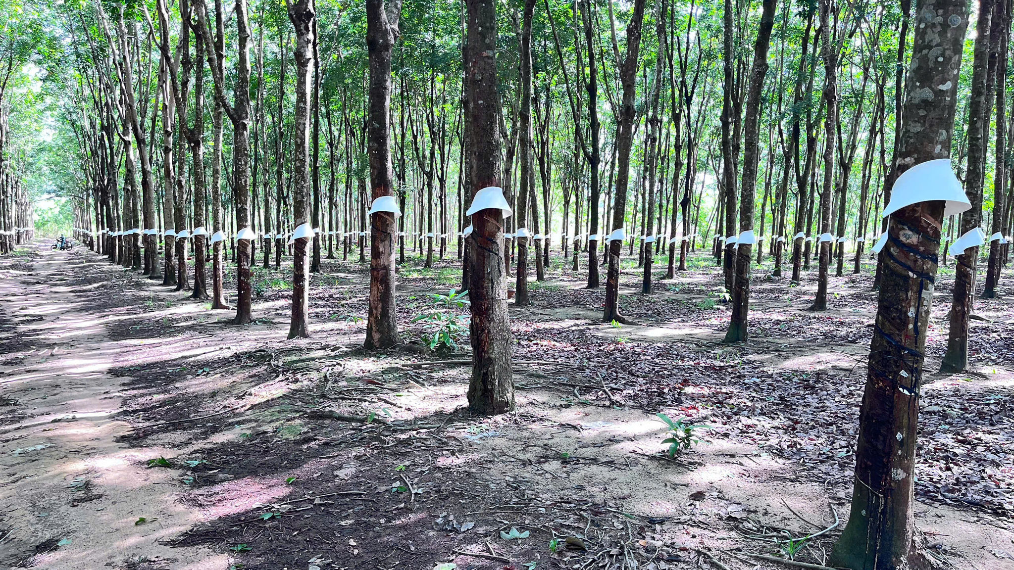 “Vàng trắng” tăng giá, nông dân Đông Nam Lâm Đồng tất bật vào vụ