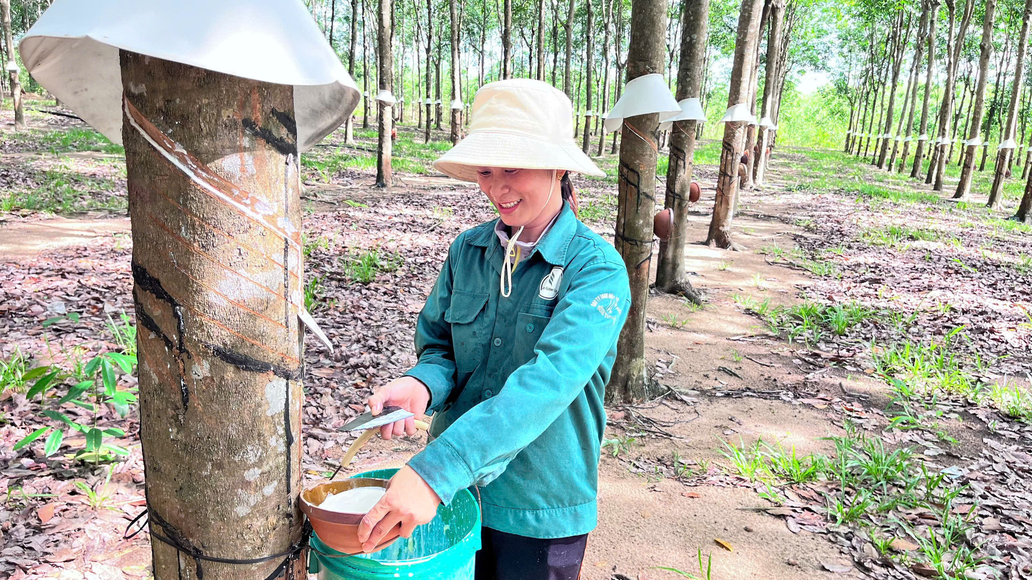 “Vàng trắng” tăng giá, nông dân Đông Nam Lâm Đồng tất bật vào vụ