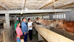 Tuyên Quang: Phát triển chăn nuôi theo hướng hàng hóa