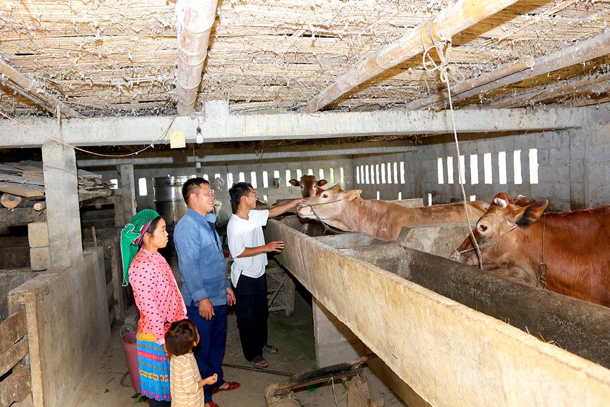 Tuyên Quang: Phát triển chăn nuôi theo hướng hàng hóa