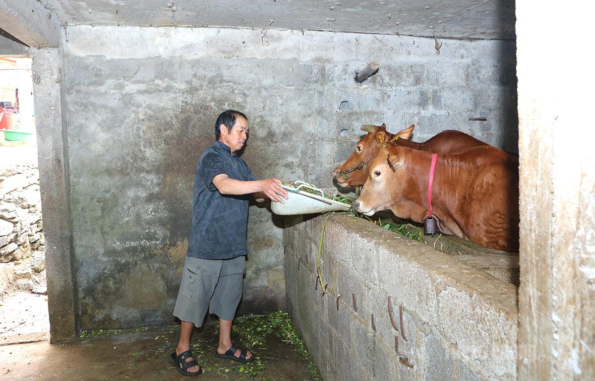 Tuyên Quang: Phát triển chăn nuôi theo hướng hàng hóa