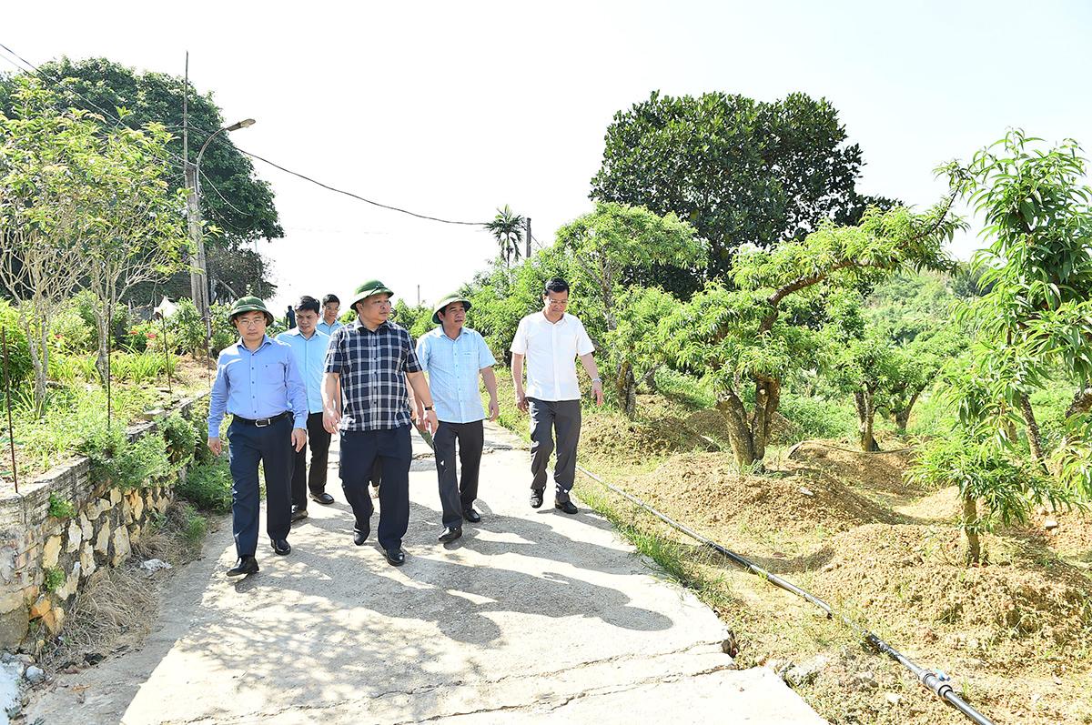 Tuyên Quang: Chủ tịch UBND tỉnh Phan Huy Ngọc thăm một số mô hình kinh tế hiệu quả trên địa bàn tỉnh