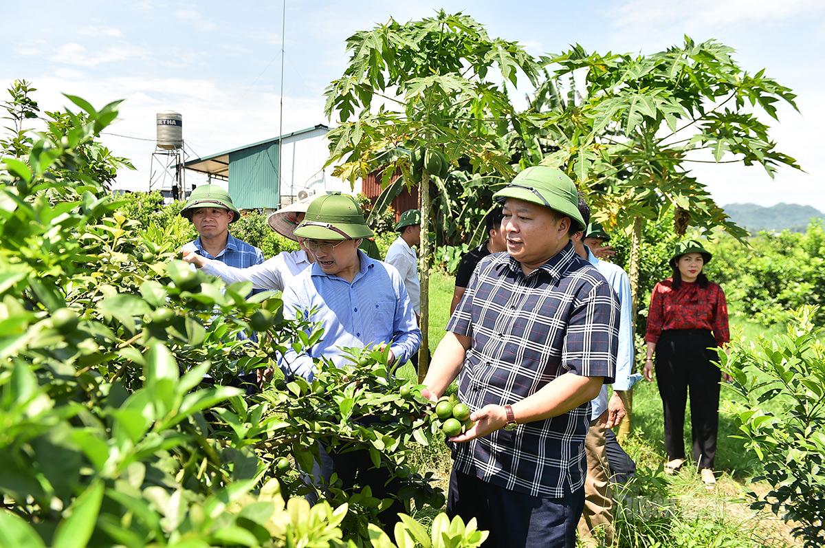 Tuyên Quang: Chủ tịch UBND tỉnh Phan Huy Ngọc thăm một số mô hình kinh tế hiệu quả trên địa bàn tỉnh