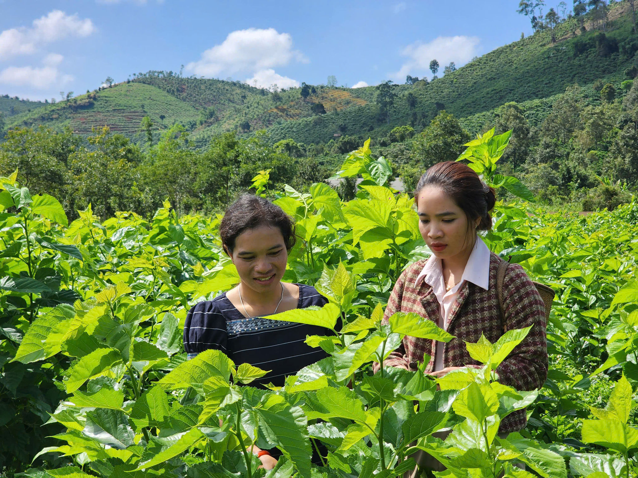 Lâm Đồng phát triển bền vững ngành dâu tằm tơ