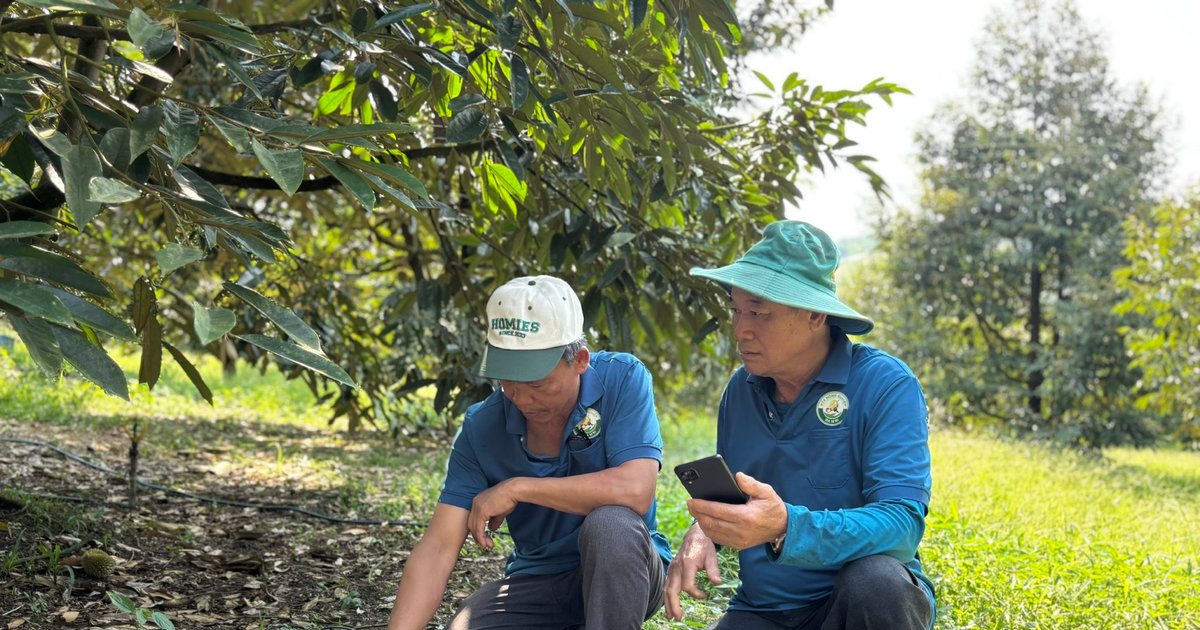 Canh tác sầu riêng bằng công nghệ số