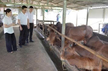 Tuyên Quang: Quan trắc môi trường chăn nuôi: Việc phải làm ngay