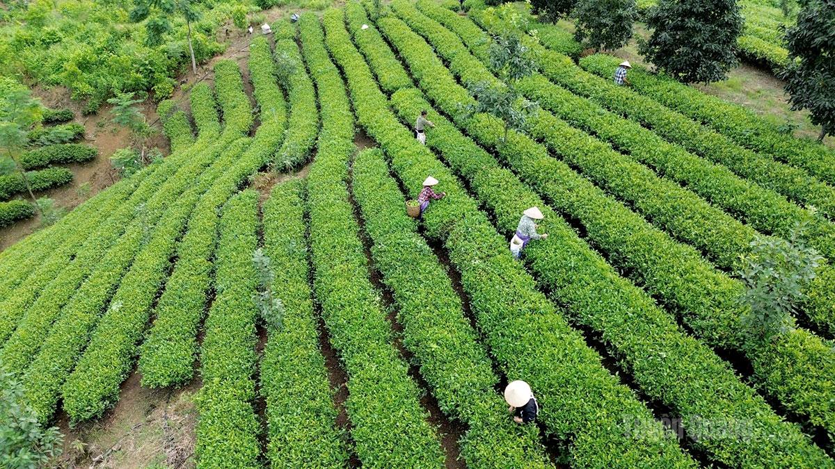 Tuyên Quang: Đổi mới tư duy, phát triển kinh tế bền vững Tuyên Quang: Đổi mới tư duy, phát triển kinh tế bền vững