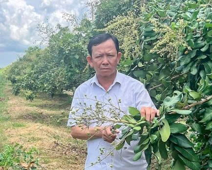 Cần Thơ: Lão nông Lê Văn Suốt và khát vọng làm giàu