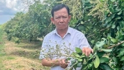 Cần Thơ: Lão nông Lê Văn Suốt và khát vọng làm giàu
