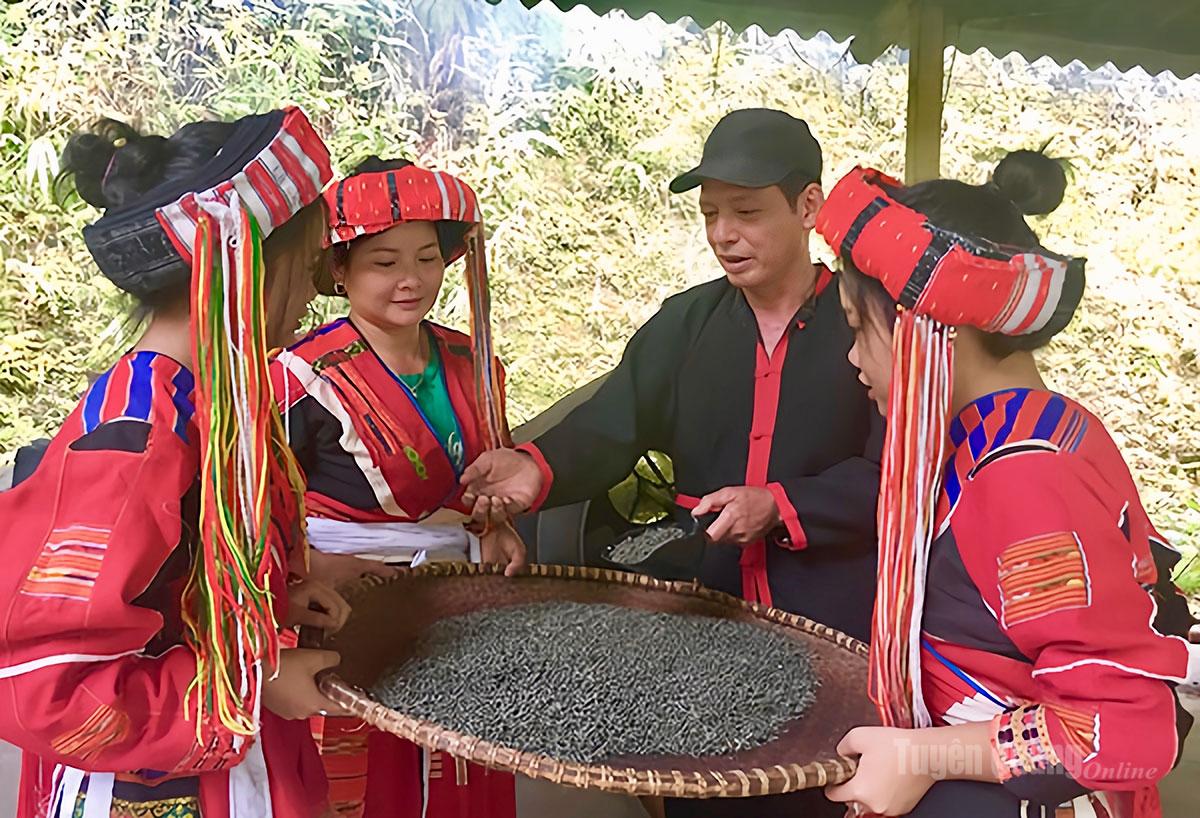Tuyên Quang: Nâng tầm giá trị chè Pà Thẻn xã Tri Phú