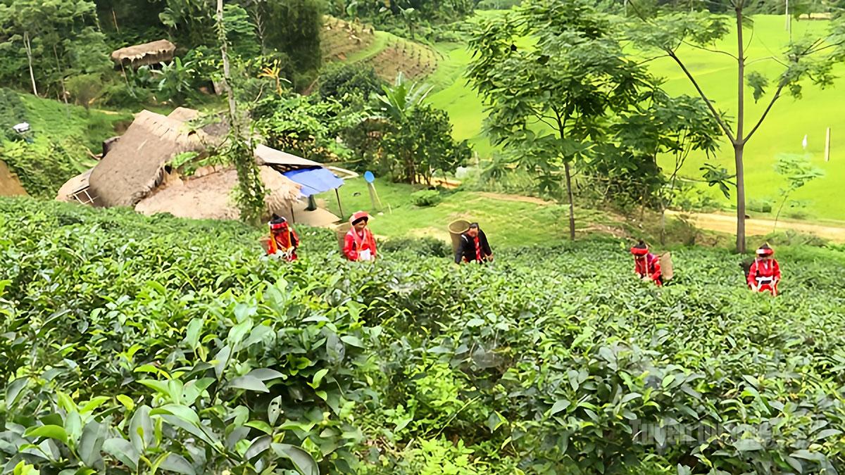 Tuyên Quang: Nâng tầm giá trị chè Pà Thẻn xã Tri Phú