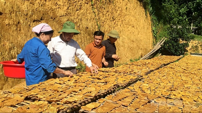 Tuyên Quang: Cây giảm nghèo ở Tri Phú